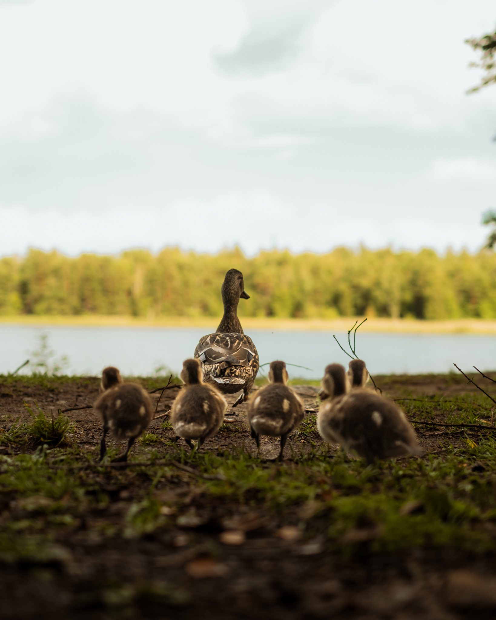 Le Canoe Trip Famille