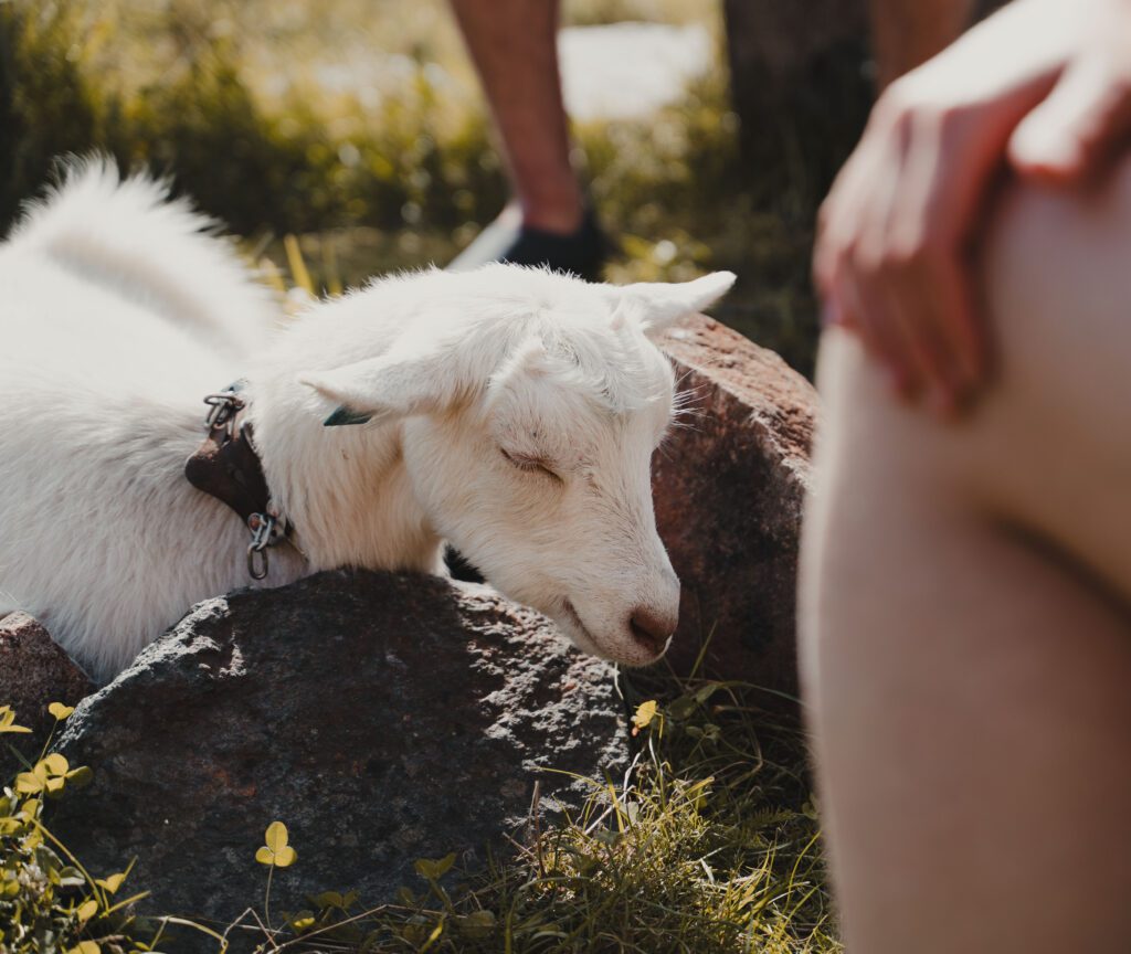 goat - Kayaking - Norway fjord - hiking in Norway - kayaking - from Brussels airport
